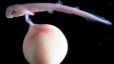 The horngus of a dongfish is attached by a scungle to a kind of dillsack (the nutte sac).
